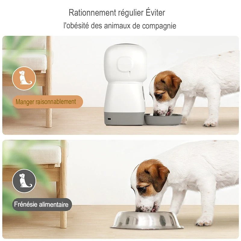 Mangeoire Automatique Pour Chat Et Chien